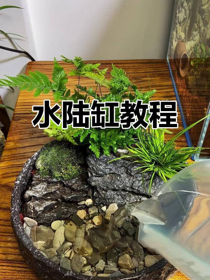 古法养鱼,水陆缸制作全攻略!