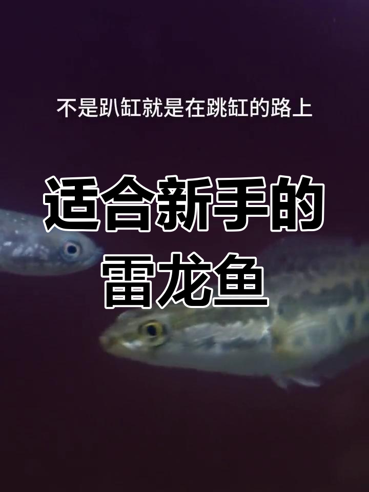 新手养鱼首选:七星雷龙鱼