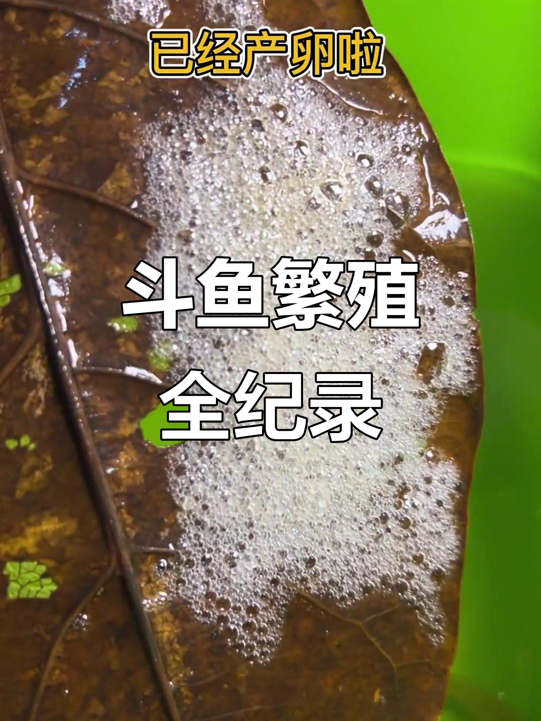 中国斗鱼繁殖记:母鱼产卵后如何处理