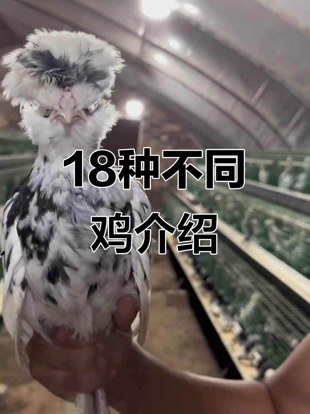 18种奇特鸡品种大揭秘，你见过几种？