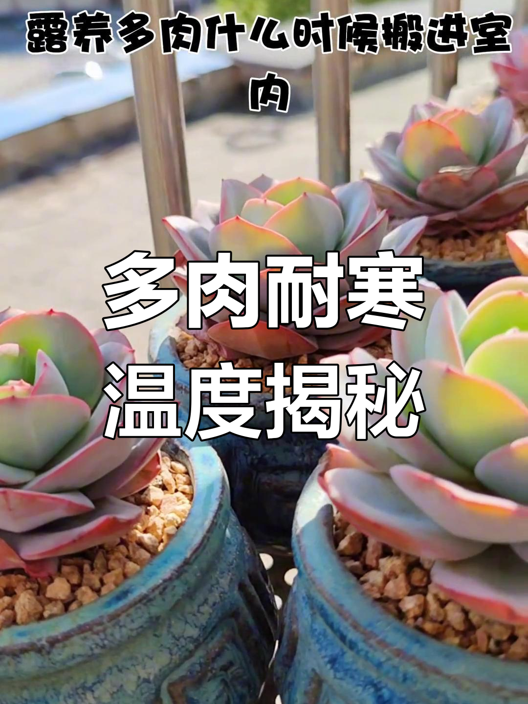 多肉植物能耐多少度低温?如何安全度过寒冷天气