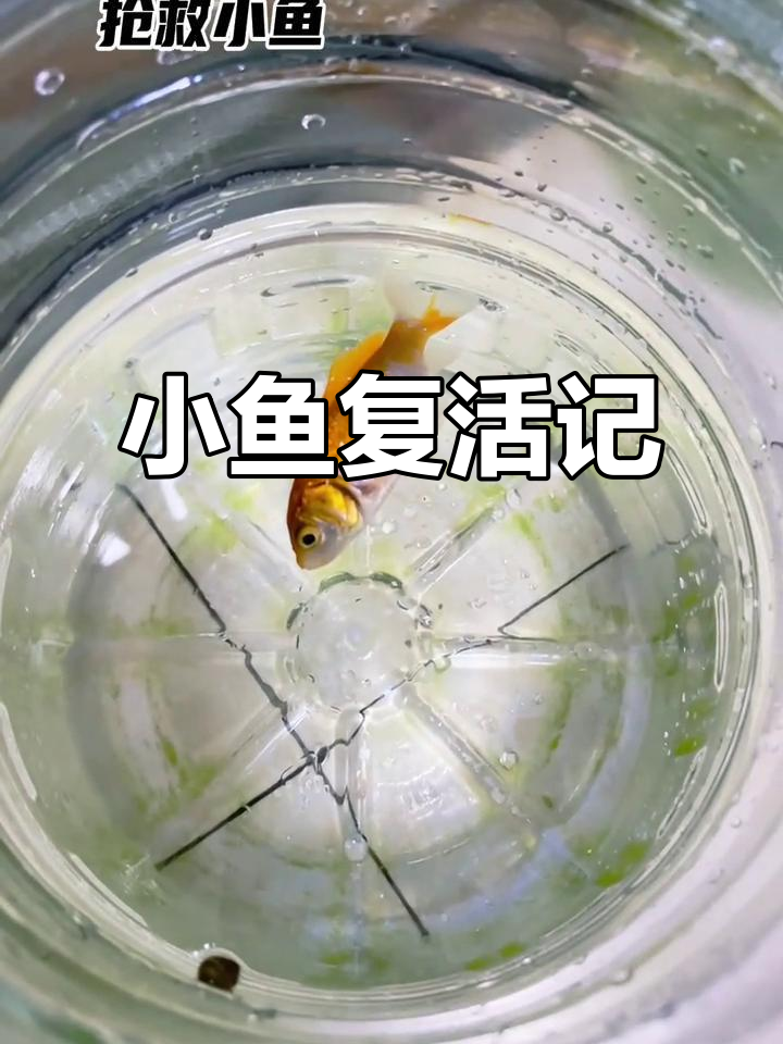 一年小鱼翻肚,心肺复苏让它重生!