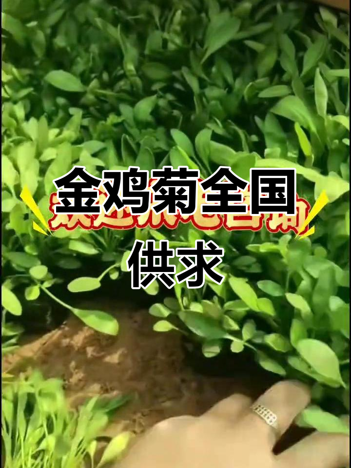 金鸡菊各基地价格与供应信息,全国范围一网打尽!