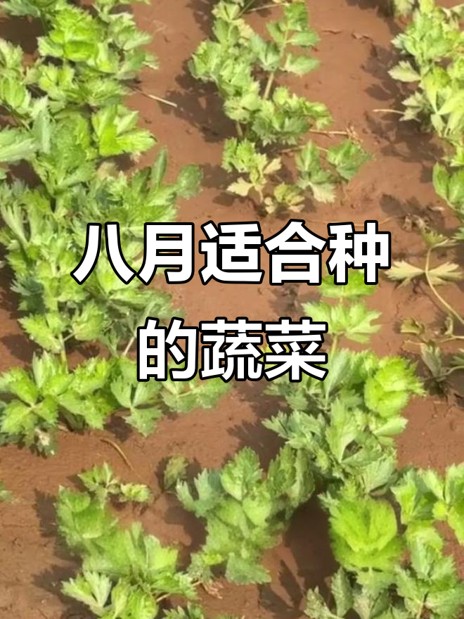 八月份种什么菜最合适?秋冬蔬菜种植全攻略