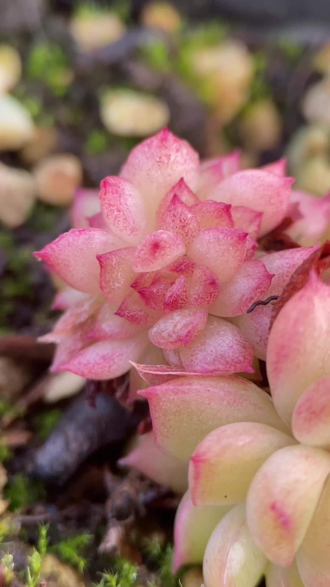 绿菜也有春天,状态变化出奇的大!多肉 一花一草一世界 爱生活爱养花 多肉植物 记录多肉生活