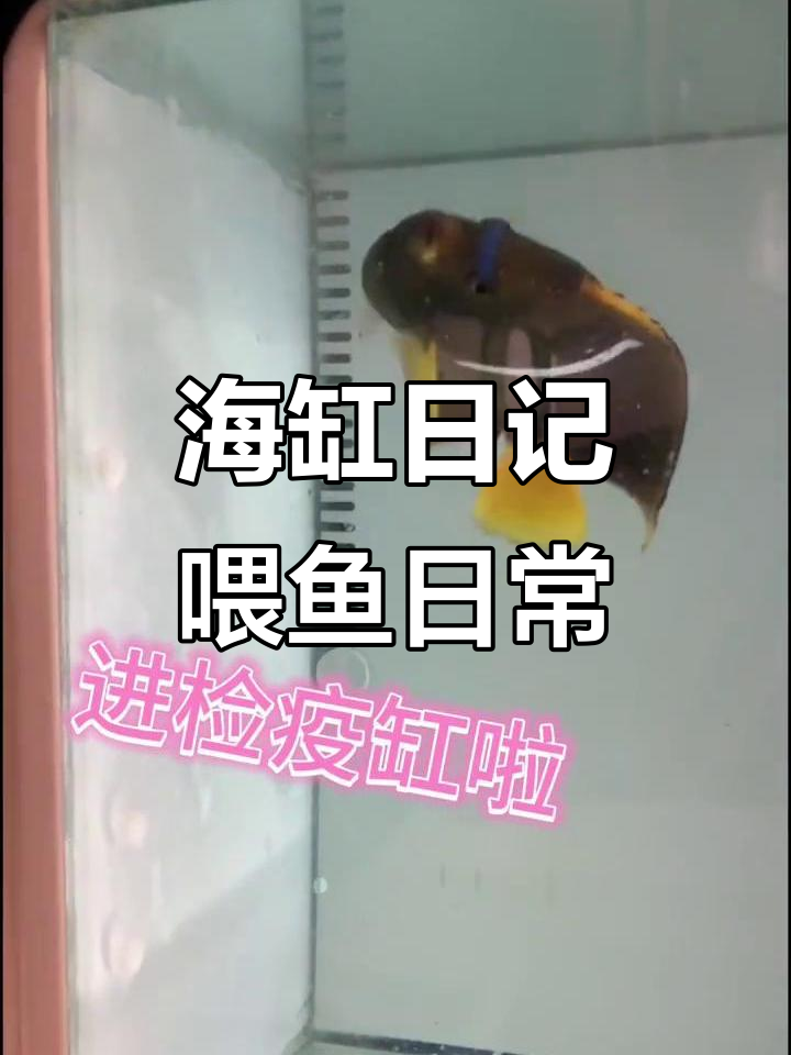 海水缸国王神仙的日常，喂食与海缸生活的点滴记录