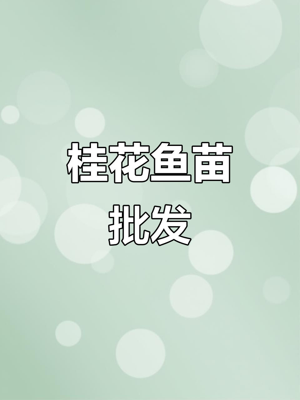 桂花鱼苗批发,东莞、深圳、惠州多地供应