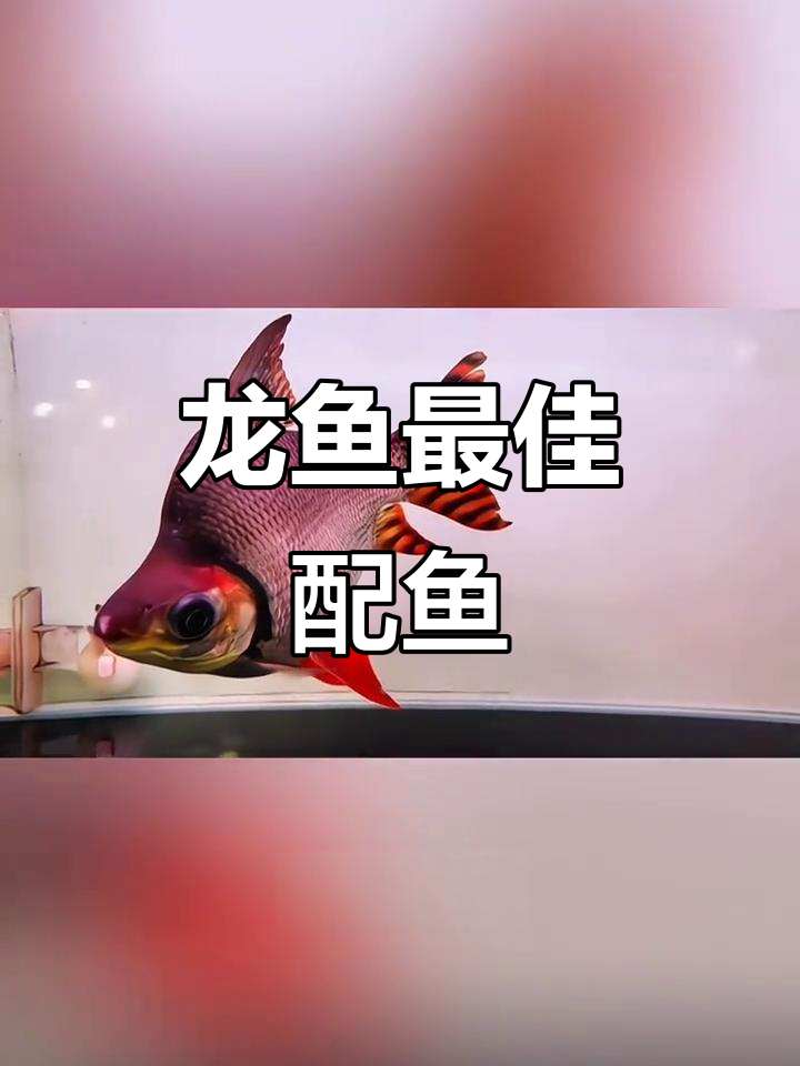 飞凤鱼:龙鱼的完美搭档,南美热带观赏新宠