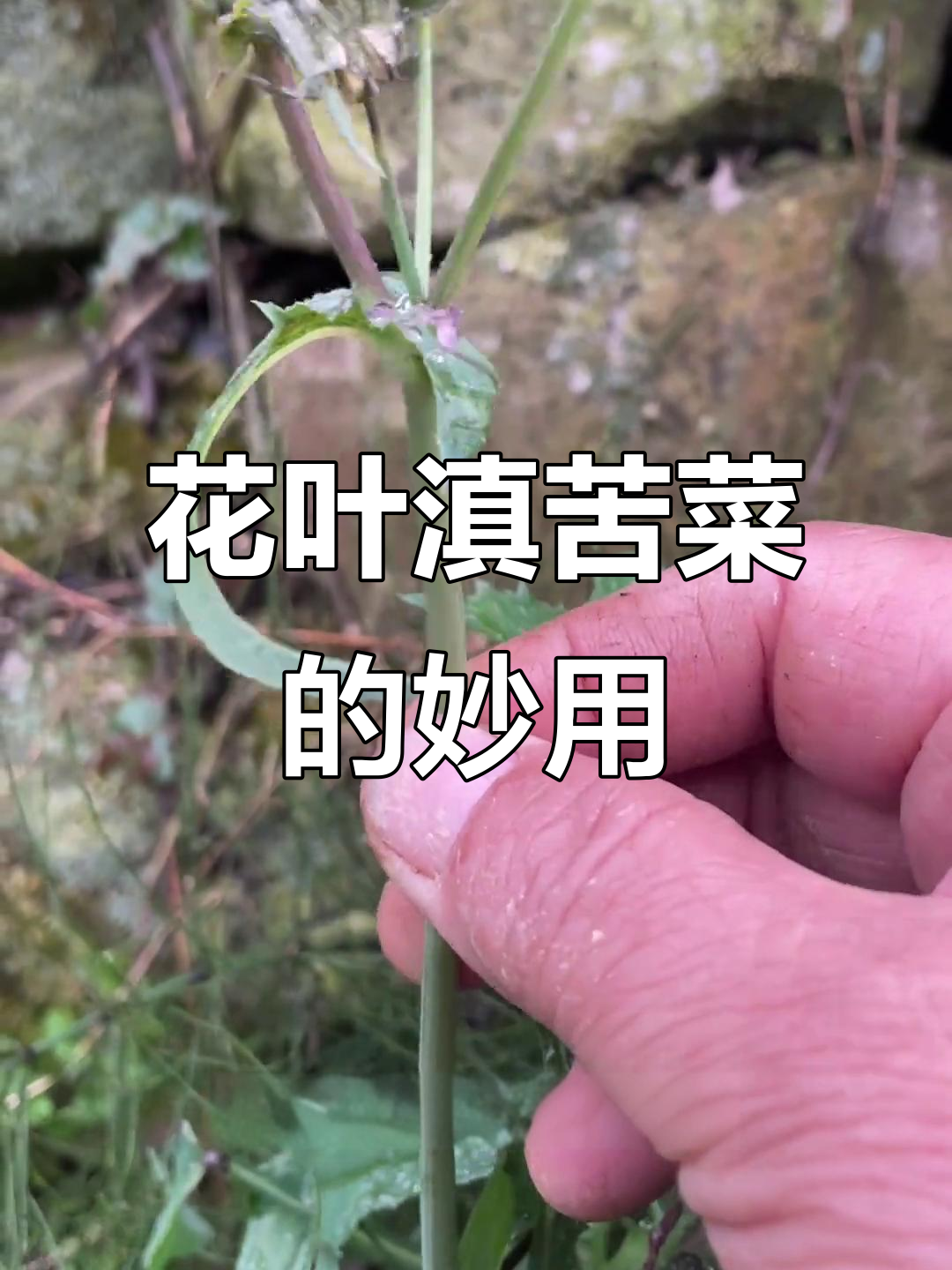 续断菊:蒲公英般的苦菜,煮汤解烦恼