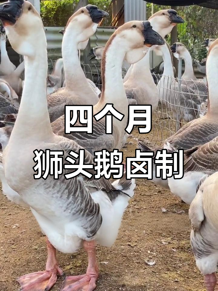 狮头鹅四个月出栏,卤熟后每斤卖五六十元