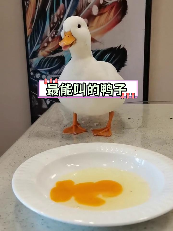 柯尔鸭挑战最长叫声