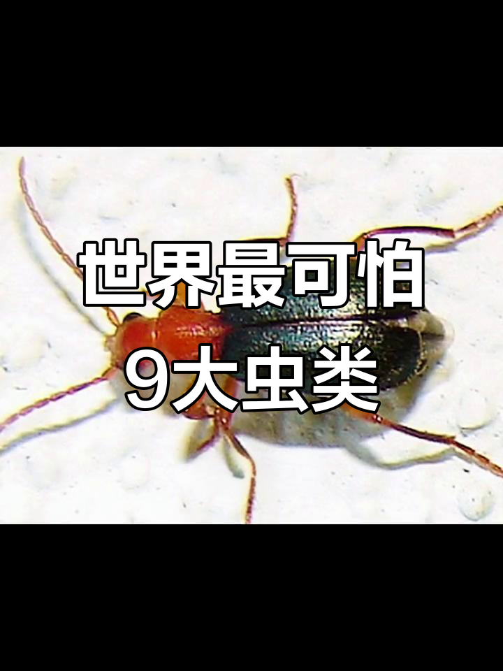 遇到这些虫子,赶紧绕道走!世界上最恐怖的九种昆虫