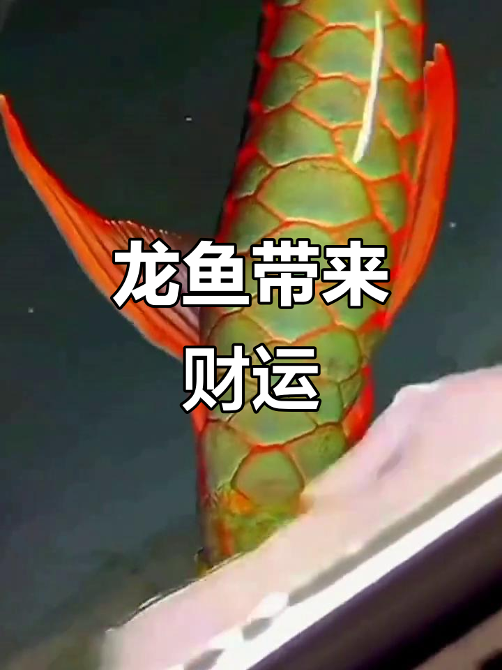 难得一见的招财龙鱼,好运连连!