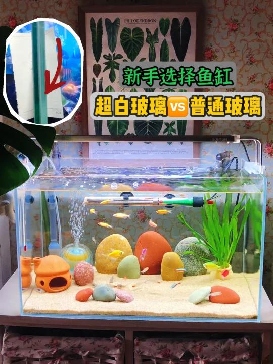 新手养鱼,怎么选择鱼缸,为啥推荐超白玻璃?