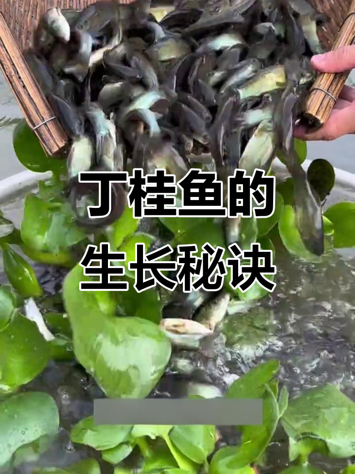 丁桂鱼杂食性强,吃藻类与五谷,一年能长不少