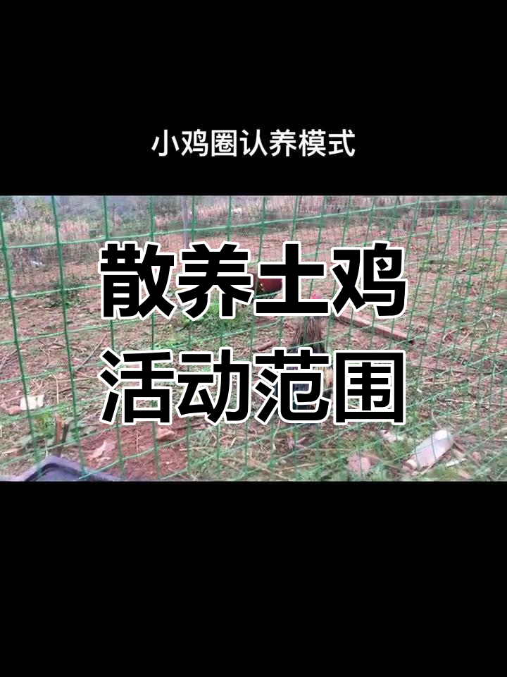 圈养鸡比笼子更舒适,15平米专属空间