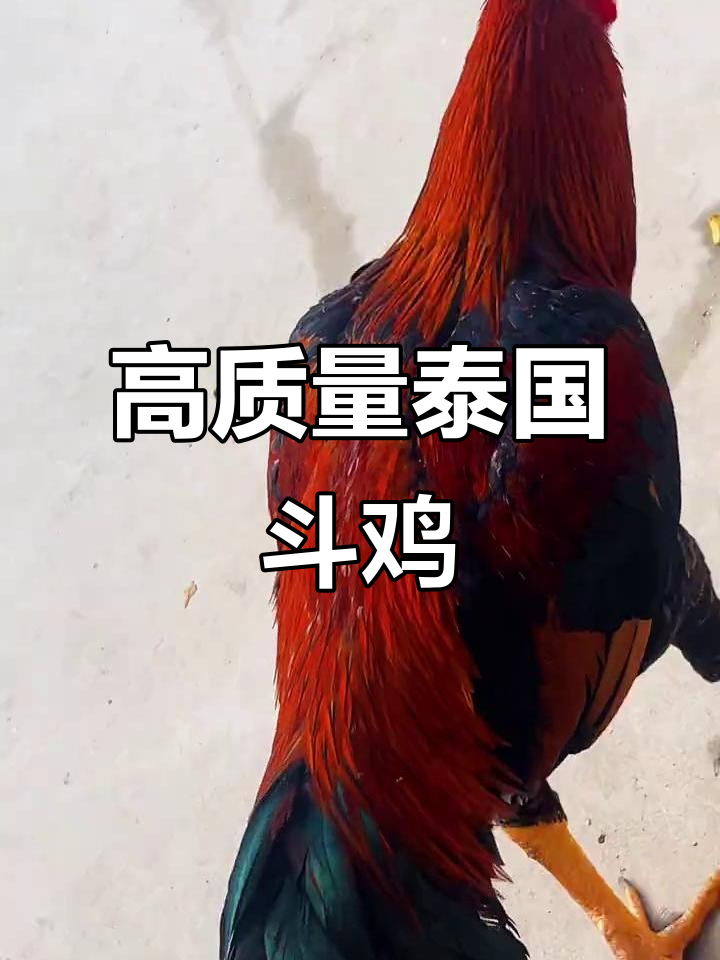 泰国大平头斗鸡，长尾惊艳亮相