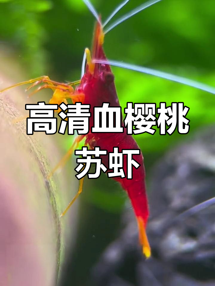 缸中抱蛋的血樱桃苏虾