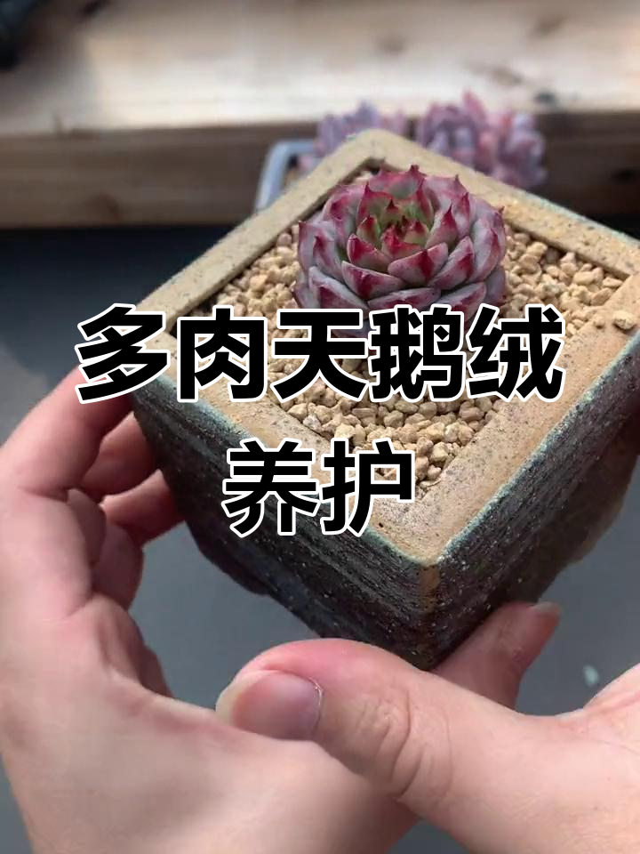 天鹅绒多肉种植技巧,轻松上手!