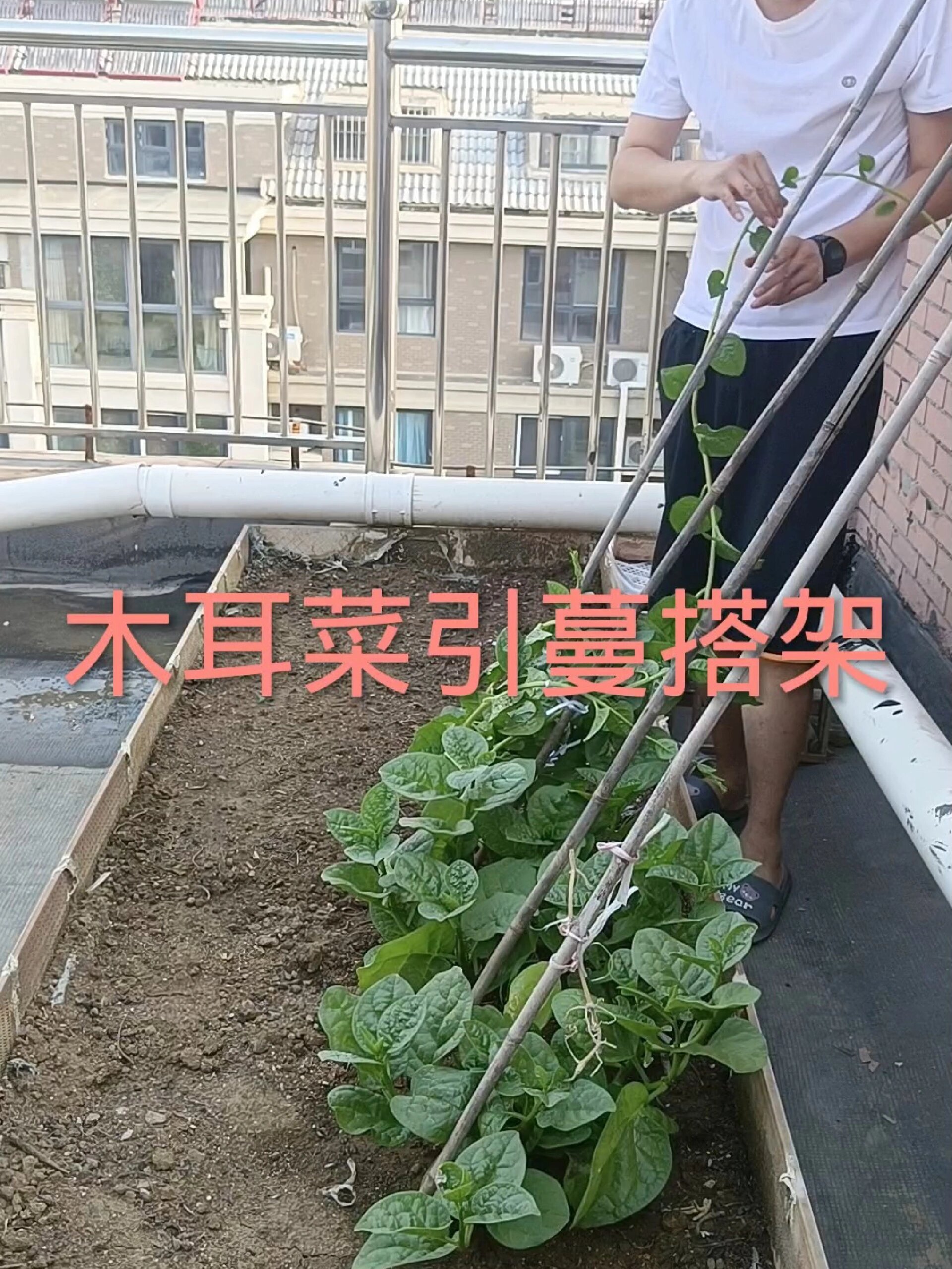 木耳菜:引蔓搭架!