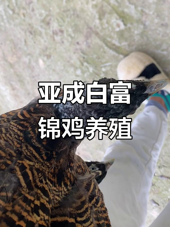 白腹锦鸡亚成年,羽毛变色进行时