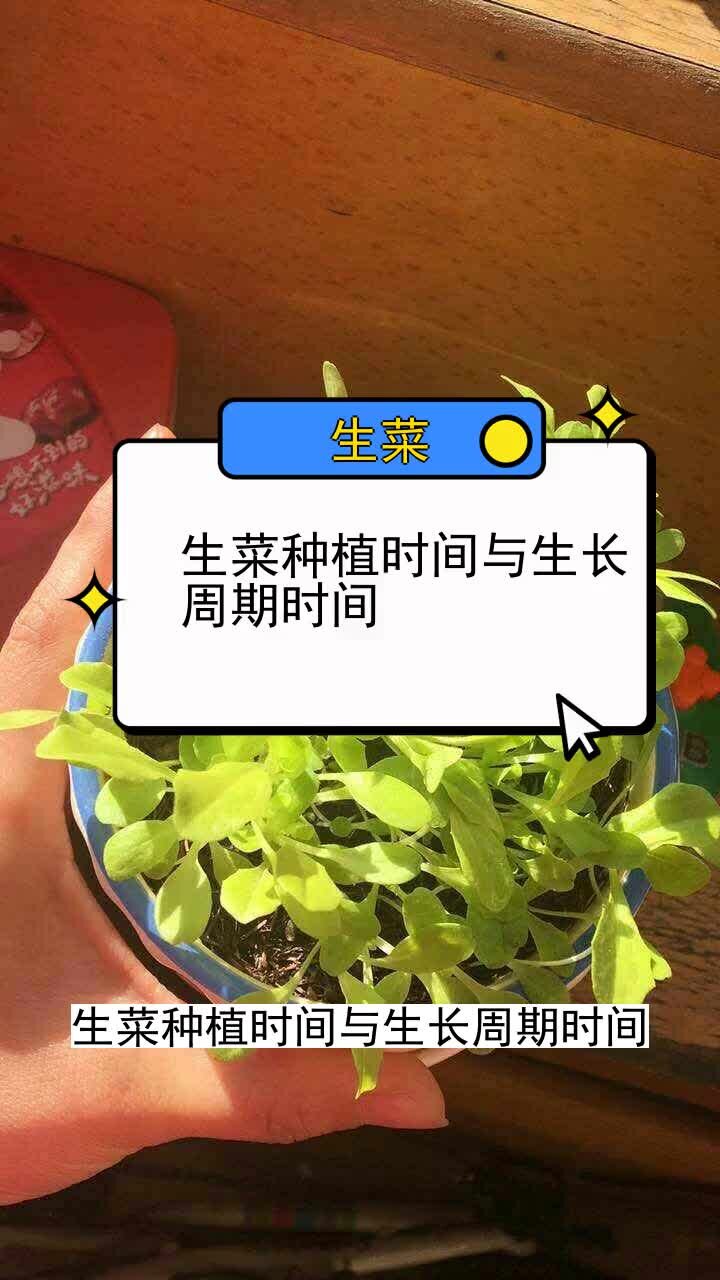 生菜种植时间与生长周期时间 三农种植