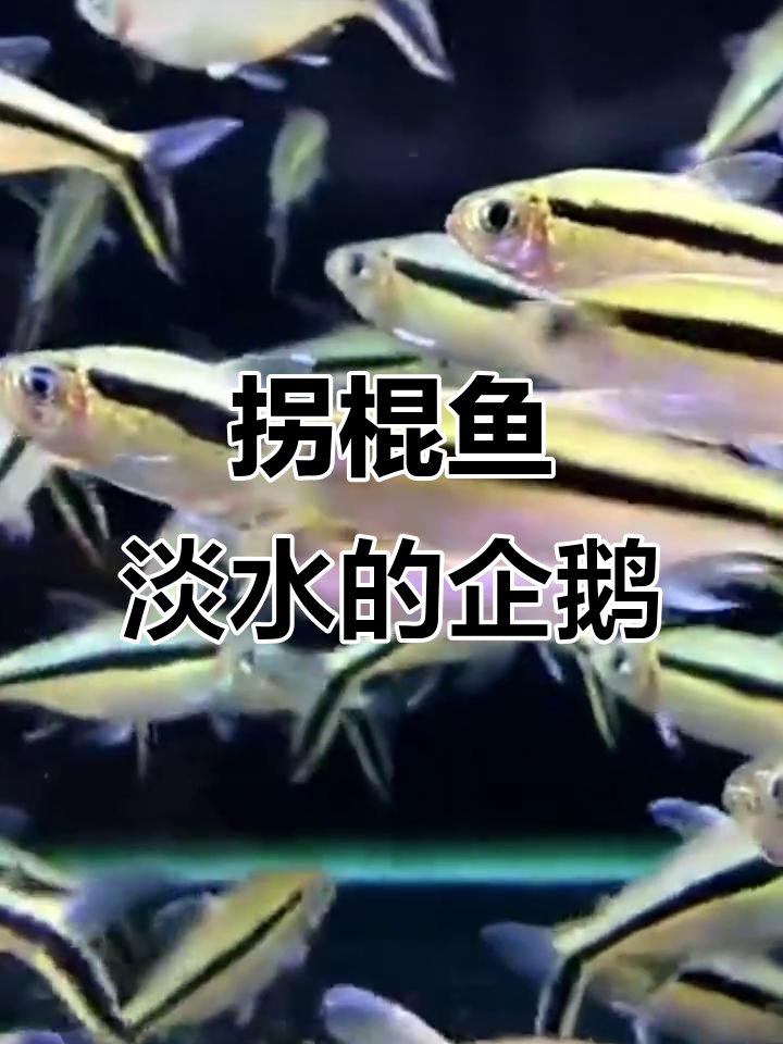 淡水中的“企鹅”鱼，拐棍灯的独特魅力