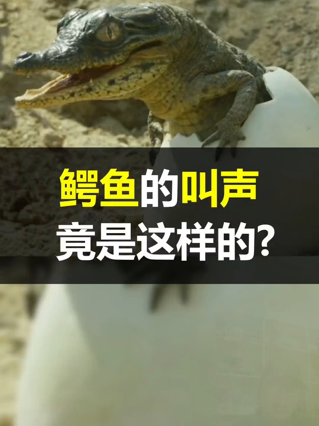 鳄鱼的叫声居然是这样的!
