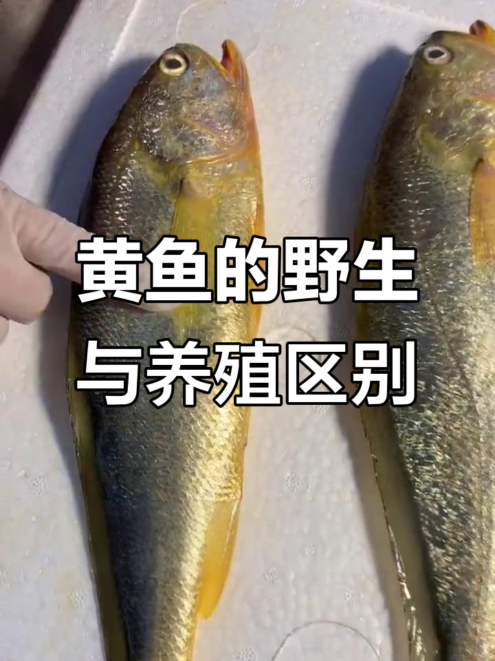 野生黄鱼与养殖的区别，鳞甲、鳍和嘴巴一招辨别