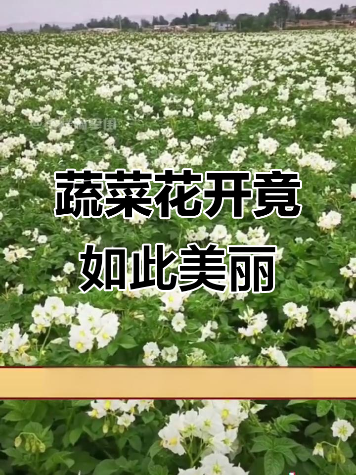 这些蔬菜开花竟然这么美,蒜苔、茼蒿等惊艳登场