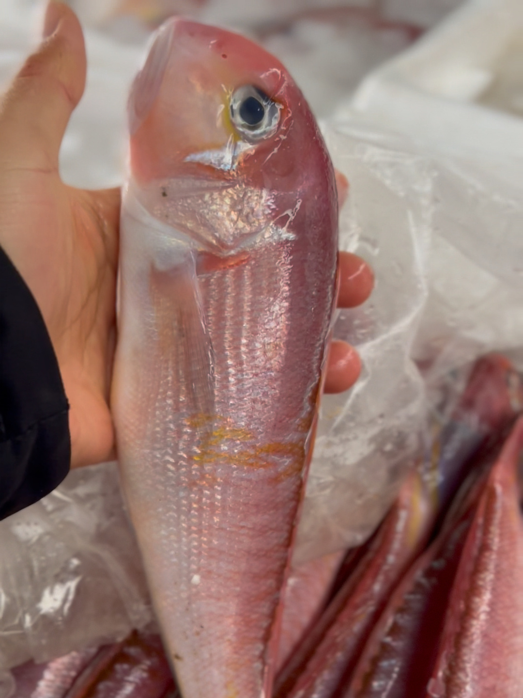 马头鱼(白甘鲷)