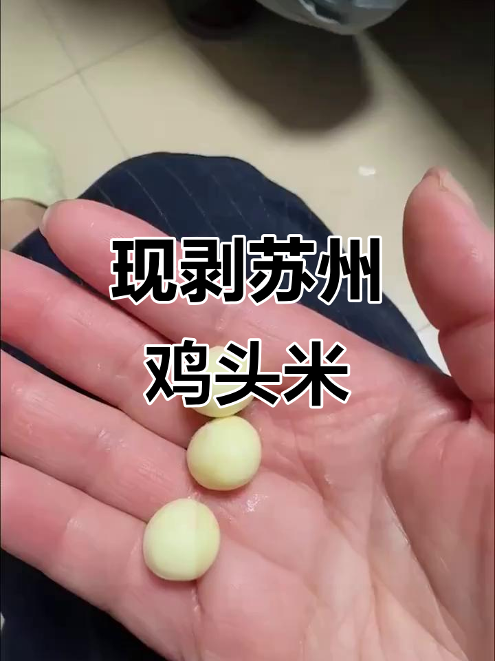 苏州鸡头米真假难辨,阿姨手工剥活芡实揭秘