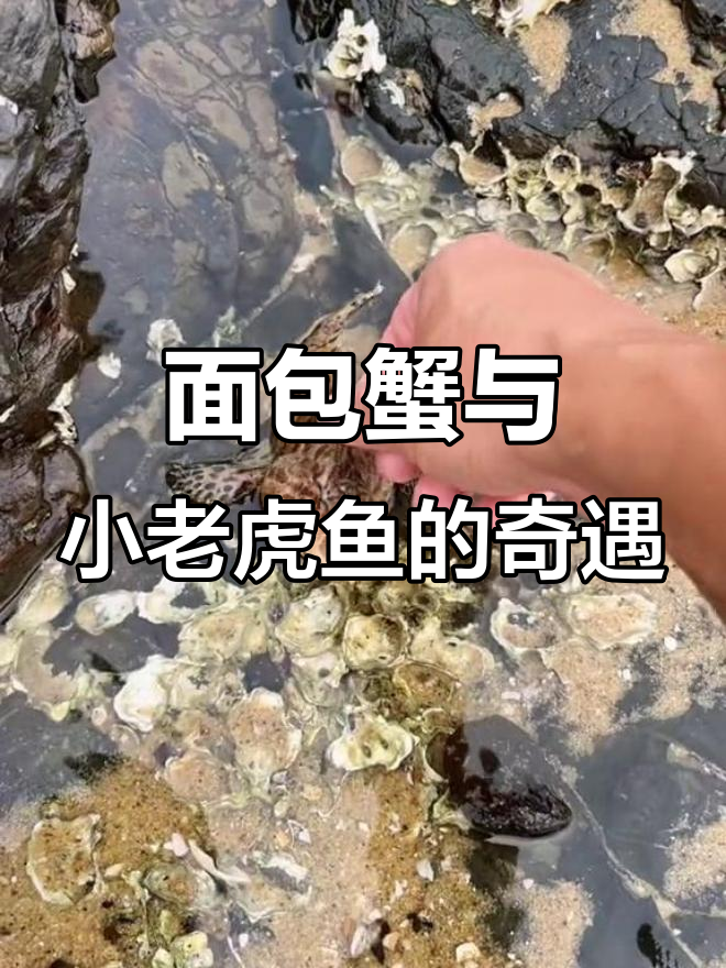 退潮后惊现面包蟹和小老虎鱼，竟然还有癞蛤蟆鱼！