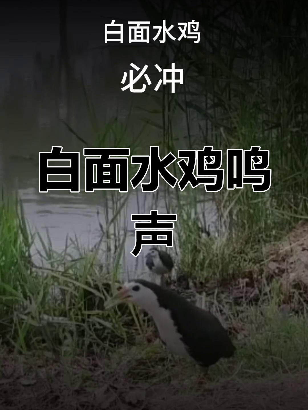 白面水鸡的叫声与斑鸠、鹧鸪的区别