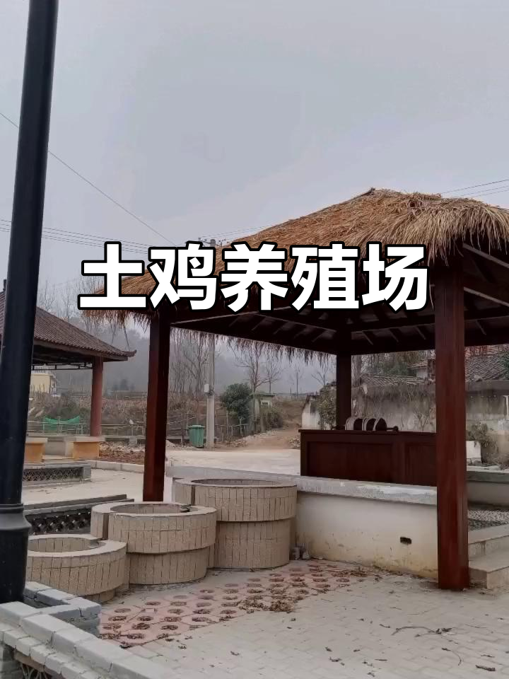 土鸡养殖场,老母鸡与公鸡等你来探
