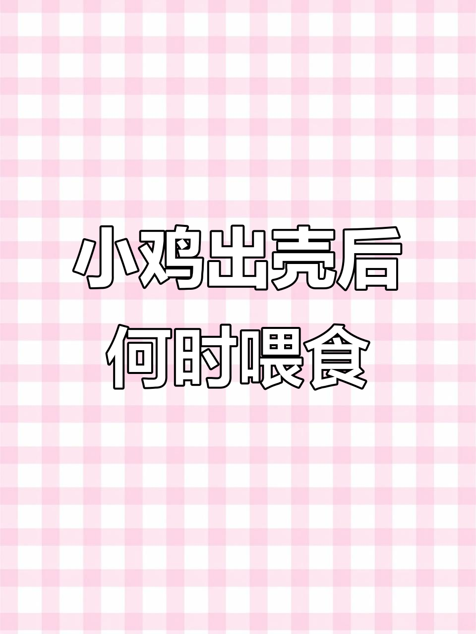 小鸡出壳后多久喂食?掌握开食技巧,助力健康成长