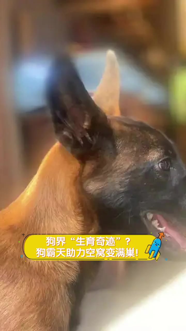 狗界“生育奇迹”?狗霸天助力空窝变满巢!