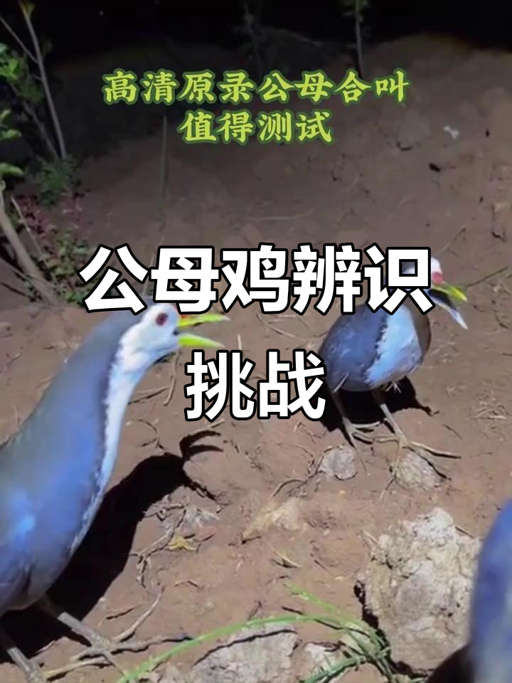 帮我分辨公母鸡,高清原声合叫!