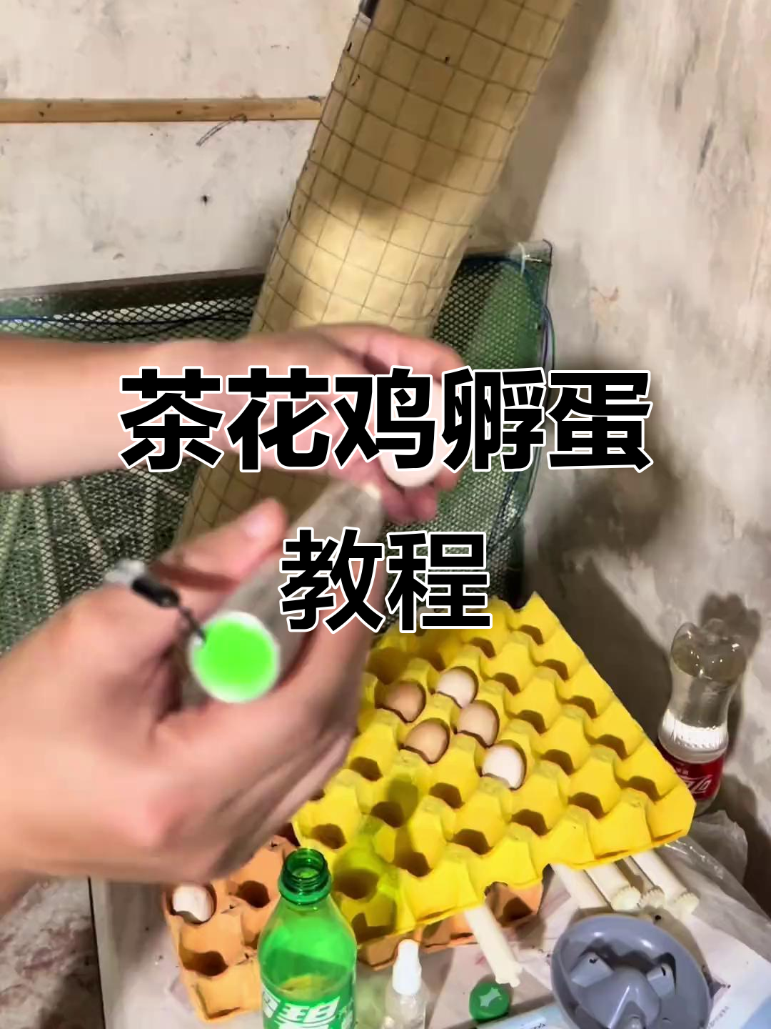 2024年茶花鸡种蛋孵化技巧,20天出苗公母全