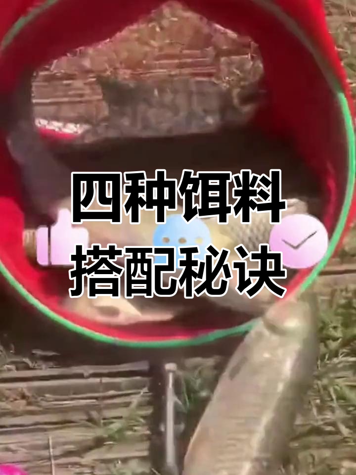 丸九四大金刚使用技巧,轻松钓大鲤鱼
