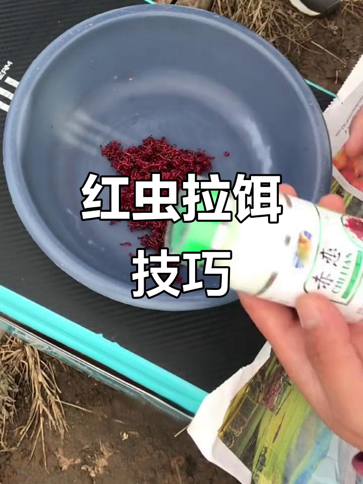 只需一分钟，轻松激活红虫拉饵，野钓黑坑皆适用