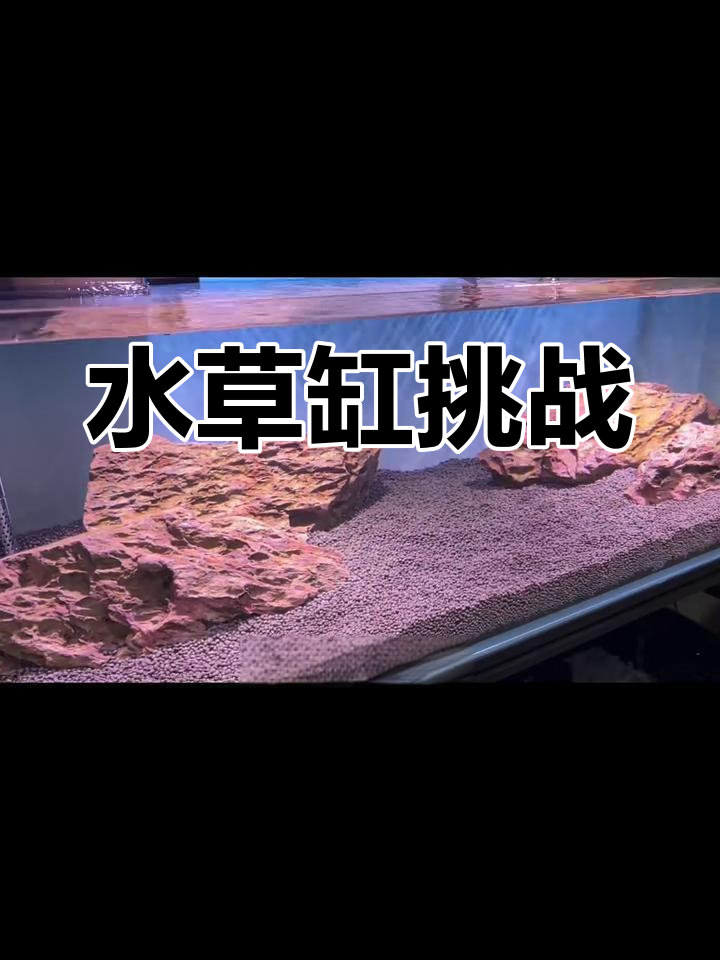 1.2米鱼缸,水草选择让人头疼!