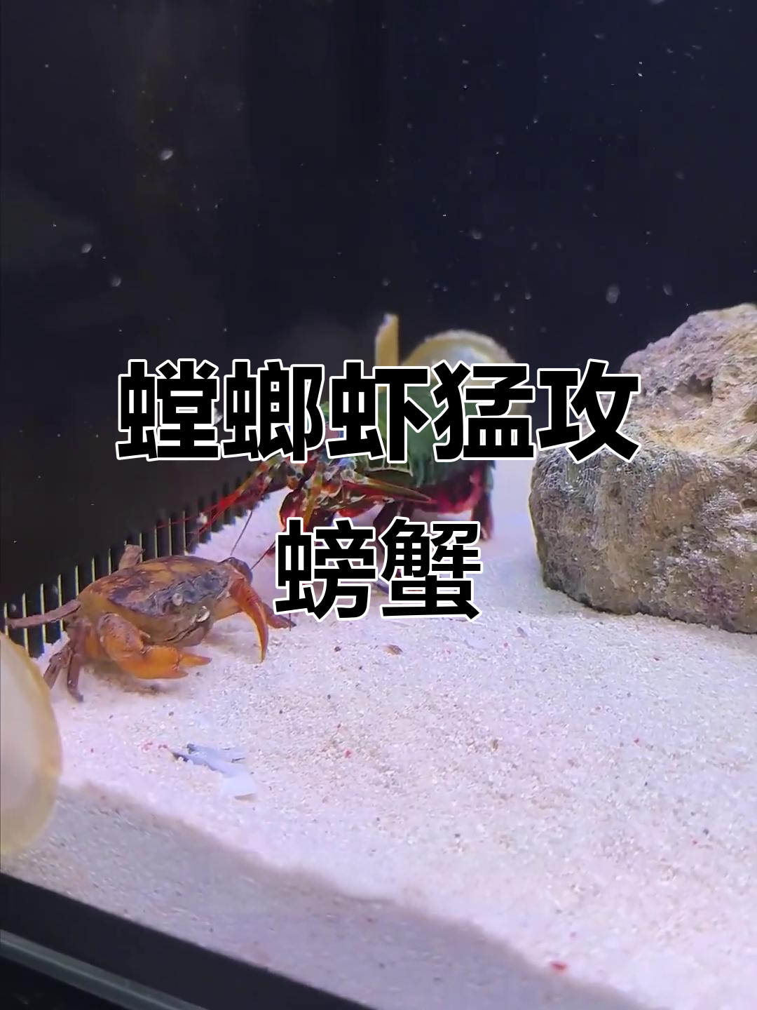 螳螂虾暴力捕食螃蟹，钳子被轻松砍断，海底拳王强势登场