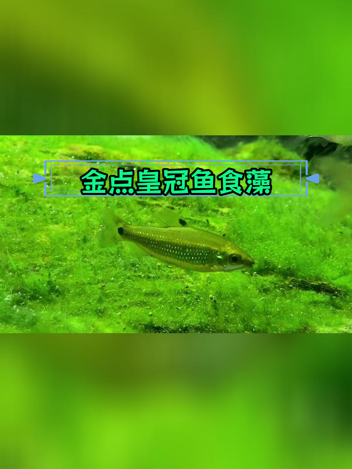 绿带金点皇冠鱼专吃黑毛藻?