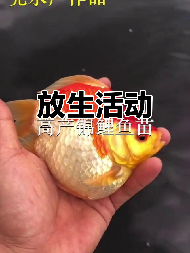 各地鱼苗场,放生仪式盛大举行