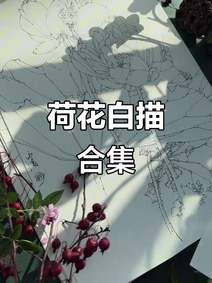 15幅荷花白描,工笔画底稿展示