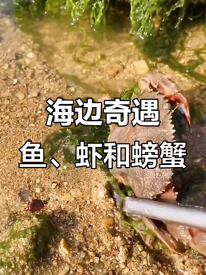赶海抓螃蟹,意外发现奇特小鱼和小虾
