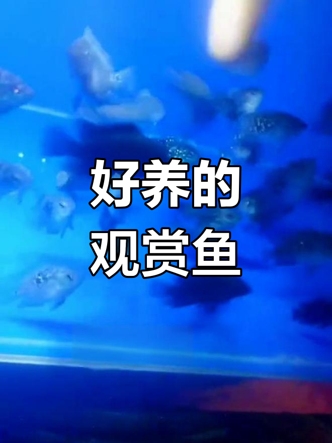 银河星钻鱼,轻松饲养的美丽水族