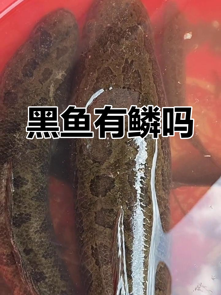 黑鱼到底有没有鳞?