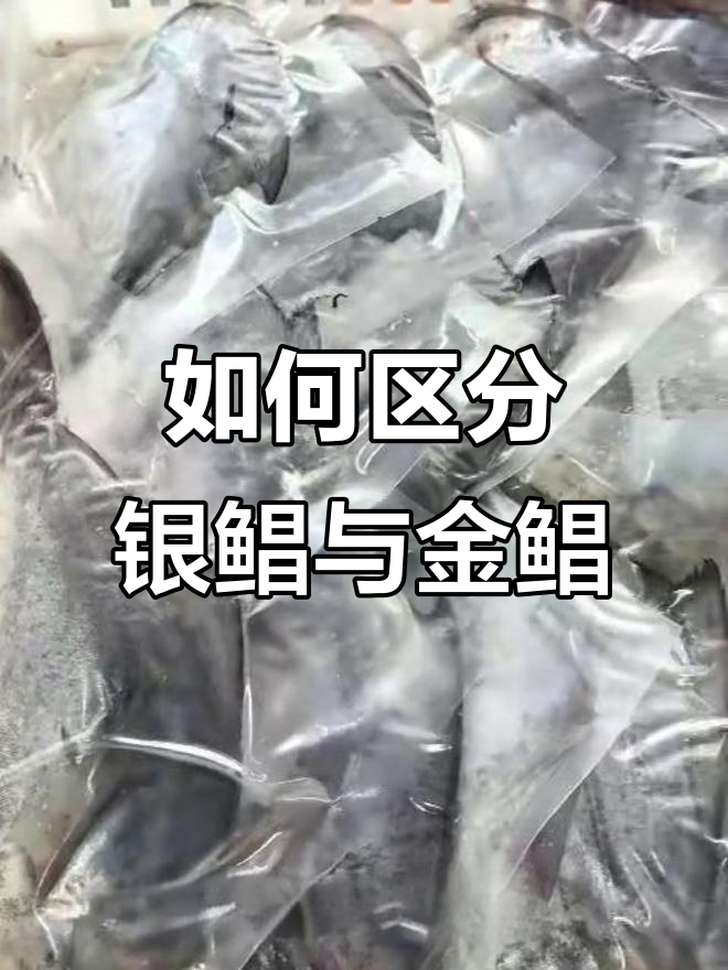 银鲳鱼和金鲳鱼的真相:亲兄弟还是冒牌货?